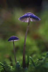 Purple mushrooms growing on forest floor - JTF02232