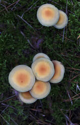 Auf dem Waldboden wachsende Pilze - JTF02234