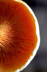 Nahaufnahme der Kiemen eines braunen Pilzes - JTF02236