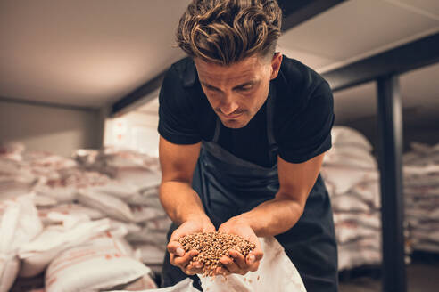 Der Braumeister prüft die Gerstenkörner, bevor sie in das Brausystem gelangen. Ein Angestellter prüft die Gerste aus einem Sack in der Brauerei. - JLPSF00172