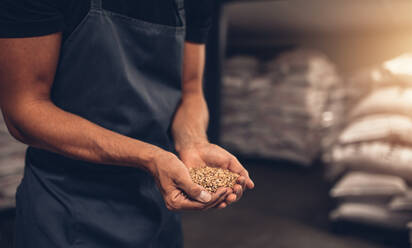 Close up shot of hands of master brewer with barley seeds. Employee examining the barley at brewery factory. - JLPSF00173