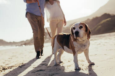 Hund beim Strandspaziergang mit Ehepaar. Ehepaar mit Hund beim Morgenspaziergang. - JLPSF00477