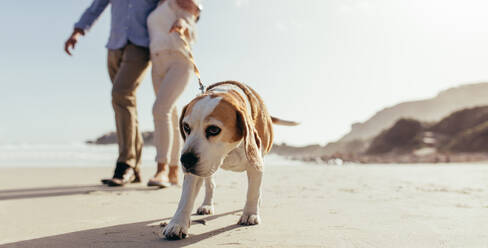 Hundewelpe auf Morgenspaziergang am Strand mit Besitzer. Ehepaar, das mit seinem Hund am Morgen am Strand spazieren geht. - JLPSF00480