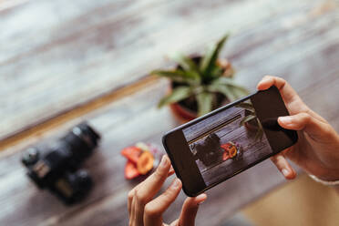 Nahaufnahme einer Frau, die mit einem Mobiltelefon Früchte in einer Schale für ihren Food-Blog fotografiert. Bloggerin, die eine Obstschale neben einer Kamera und einem Blumentopf fotografiert. - JLPSF00793