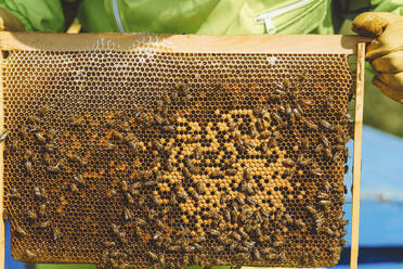 Bienenschwarm Bienenstock an einem sonnigen Tag - IEF00124