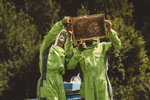 Imker in Schutzanzügen bei der Analyse eines Bienenstocks an einem sonnigen Tag - IEF00125