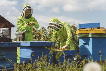 Imker, die an einem sonnigen Tag einen Bienenstock mit Holzkästen untersuchen - IEF00131