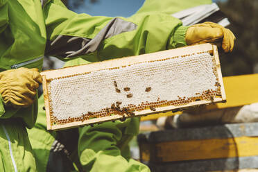 Hände eines Imkers halten Bienenstock an einem sonnigen Tag - IEF00134