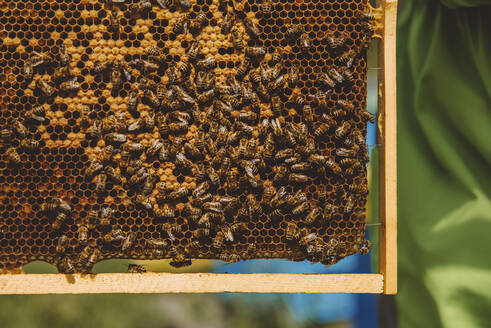 Imker mit Bienen am Bienenstock - IEF00141