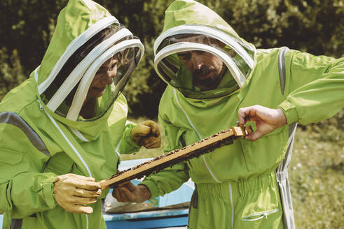 Imker begutachten gemeinsam Bienenstock am Bienenstand - IEF00144