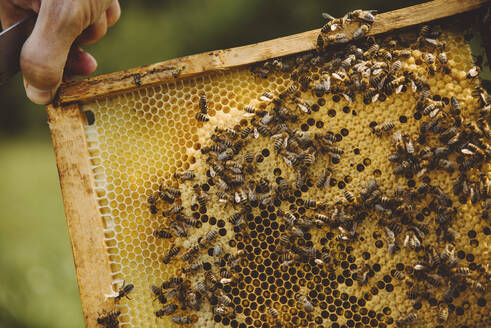 Hand eines Imkers, der einen Bienenstock hält - IEF00150