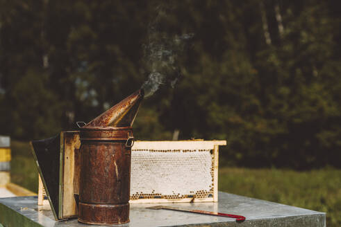 Bienenräucherung am Bienenstockrahmen auf dem Tisch - IEF00152