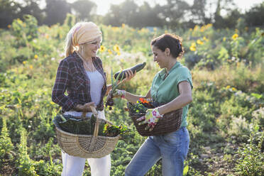 Glücklicher reifer Gärtner mit einem Kollegen, der einen Korb mit Gemüse auf einem Feld hält - AANF00326