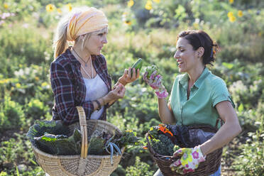 Älterer Gärtner, der mit einem Kollegen auf einem Feld über Gemüse diskutiert - AANF00327