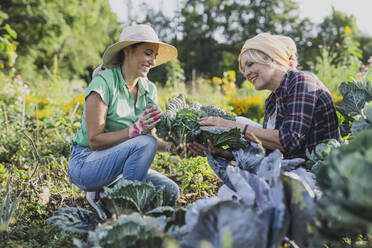 Smiling gardener with colleague harvesting leafy vegetables at field - AANF00338