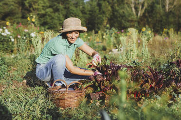 Glücklicher Gärtner mit Hut bei der Ernte von Gemüse auf einem Feld an einem sonnigen Tag - AANF00342