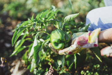 Hand of gardener with bell pepper on field - AANF00344