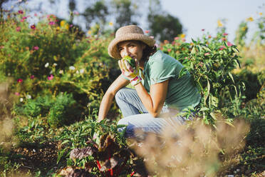 Älterer Gärtner riecht an Paprika im Feld an einem sonnigen Tag - AANF00345