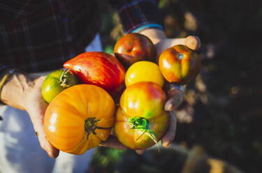 Hände einer Gärtnerin halten Gemüse an einem sonnigen Tag - AANF00351