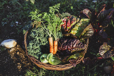 Vegetables kept in basket on sunny day - AANF00352