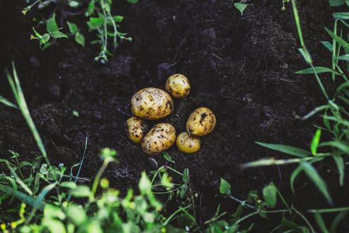 Potatoes on soil at field - AANF00353