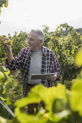 Älterer Landarbeiter mit Tablet-PC bei der Kontrolle von Traubenfrüchten im Weinberg - UUF27369