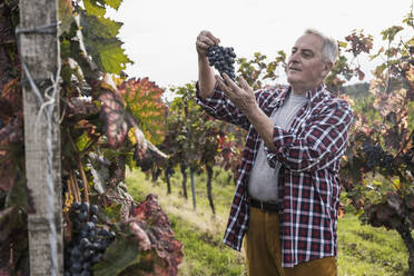 Senior farmer analyzing grapes in vineyard - UUF27376