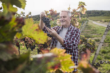 Happy senior man analyzing bunch of grapes in vineyard - UUF27377