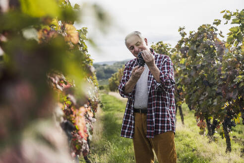 Lächelnder Bauer mit einer Traube roter Trauben im Weinberg stehend - UUF27380