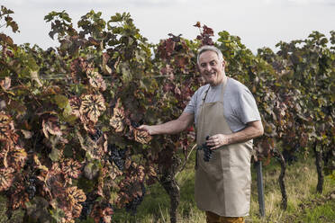 Älterer Landwirt steht mit Trauben, die ein Blatt im Weinberg berühren - UUF27387