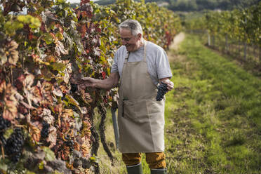 Glücklicher älterer Mann, der Trauben im Weinberg analysiert - UUF27388