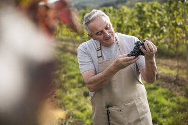 Landarbeiter bei der Kontrolle von Weintrauben im Weinberg - UUF27390