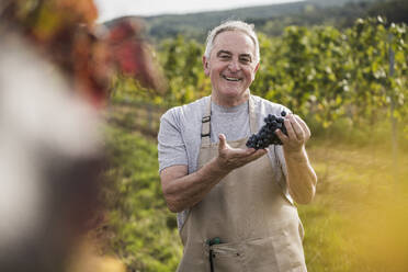 Glücklicher Mann in Schürze steht mit Trauben inmitten eines Weinbergs - UUF27392