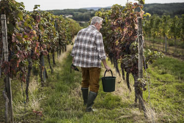 Landarbeiter mit Eimer inmitten eines Weinbergs - UUF27402