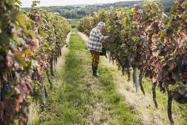 Senior farm worker harvesting grapes in vineyard - UUF27403