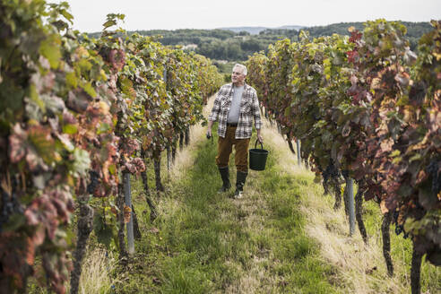 Ein älterer Landwirt geht mit einem Eimer in einem Weinbauernhof - UUF27404