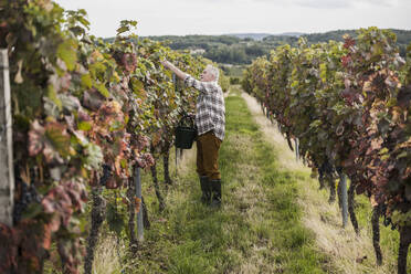 Senior man picking grapes amidst vineyard - UUF27405