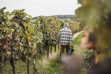 Senior farm worker in checked shirt walking with bucket at vineyard - UUF27406