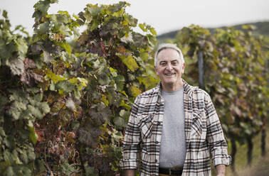 Glücklicher Landwirt im karierten Hemd an einer Weinrebe stehend - UUF27407