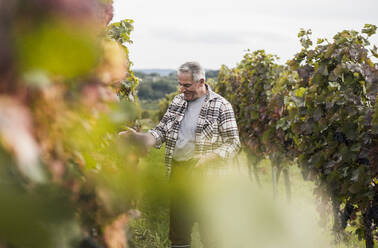 Senior man checking grape plants in vineyard - UUF27409