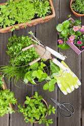 Various summer herbs cultivated in balcony garden - GWF07588