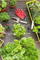 Various summer herbs cultivated in balcony garden - GWF07594