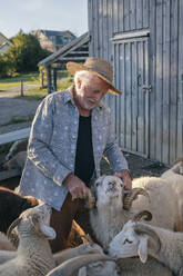 Älterer Mann streichelt Schafe auf dem Bauernhof - AANF00358