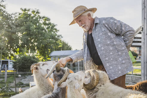 Lächelnder Bauer streichelt Schafe auf dem Bauernhof - AANF00380