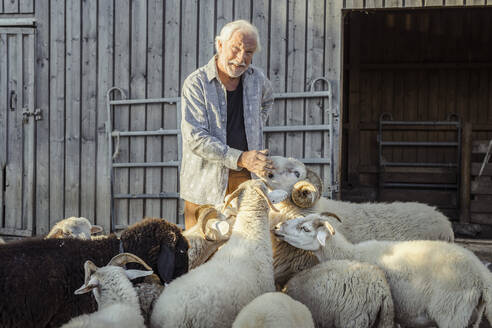 Lächelnder Bauer streichelt Schafe auf dem Bauernhof - AANF00381