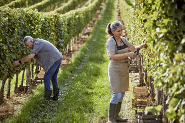 Mature farmers working in vineyard - ZEDF04809