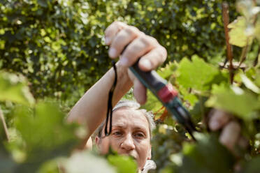 Mature farmer pruning plant in vineyard - ZEDF04810