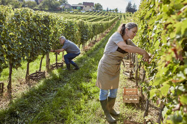 Mature farmers working together in vineyard - ZEDF04812