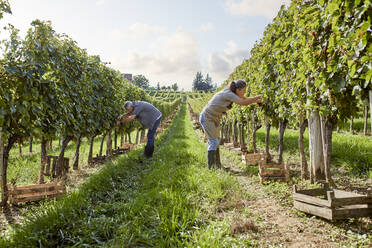 Ältere Landwirte begutachten an einem sonnigen Tag eine Weinrebe im Weinberg - ZEDF04813