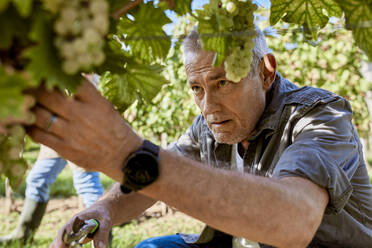 Mature farmer picking grapes in vineyard - ZEDF04814